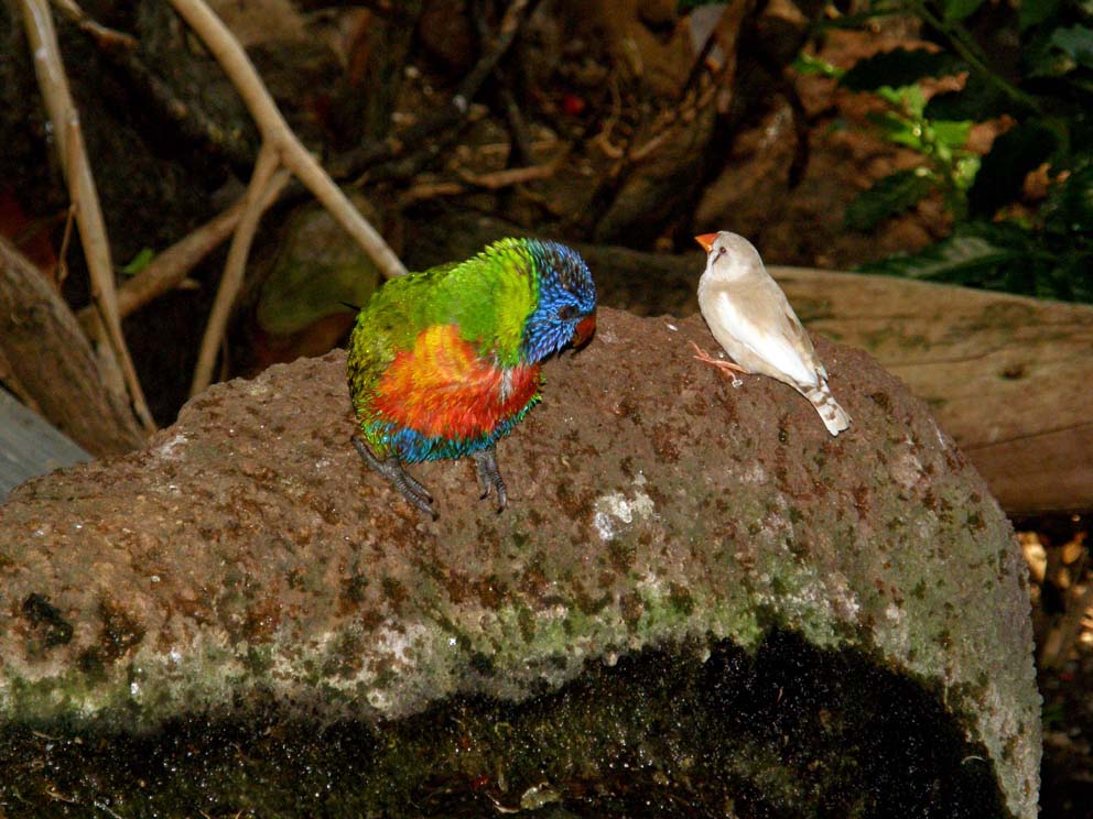 Uccelli allo zoo di Monaco di Baviera