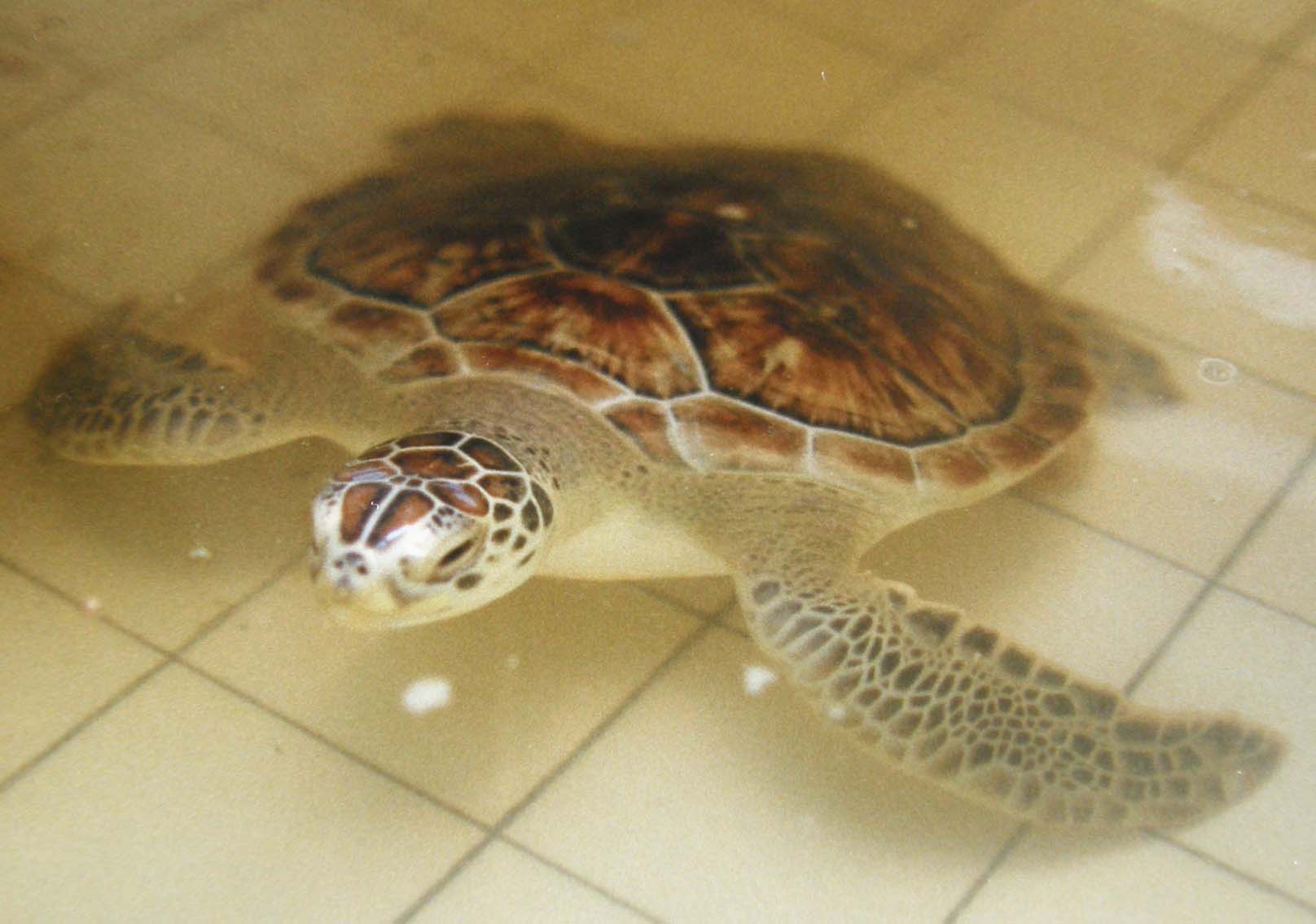 Tartaruga marina...sfortunata:Chelonia mydas