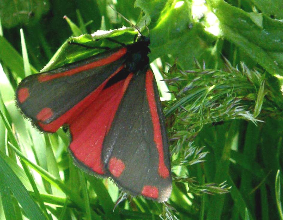 Farfalla in Galles: Tyria jacobaeae (Erebidae Arctiinae)