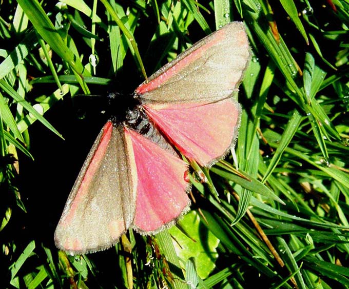 Farfalla in Galles: Tyria jacobaeae (Erebidae Arctiinae)