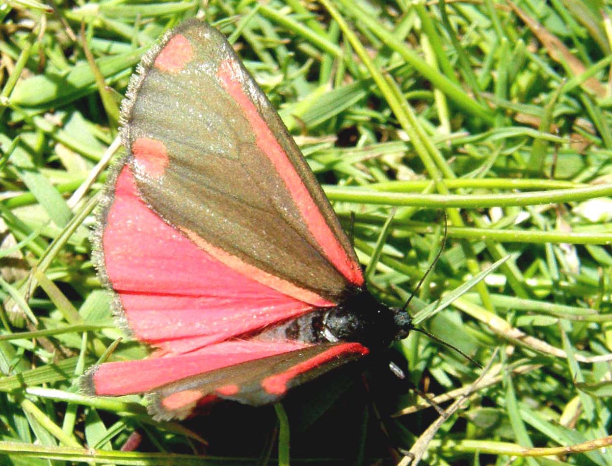 Farfalla in Galles: Tyria jacobaeae (Erebidae Arctiinae)