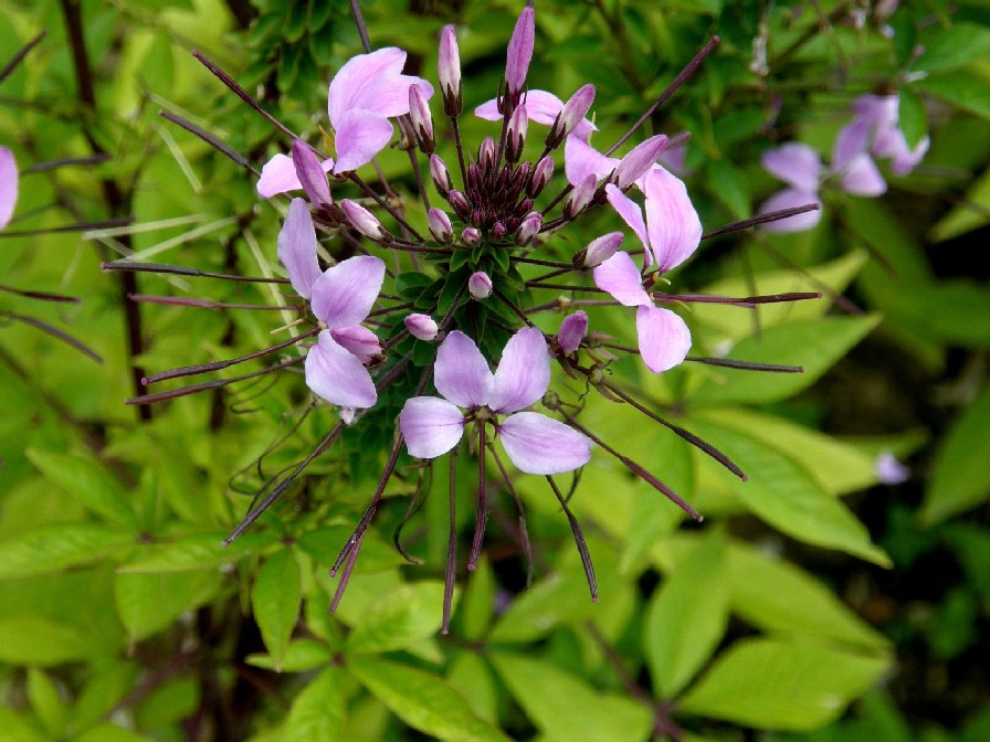 Cleome Inncleosr