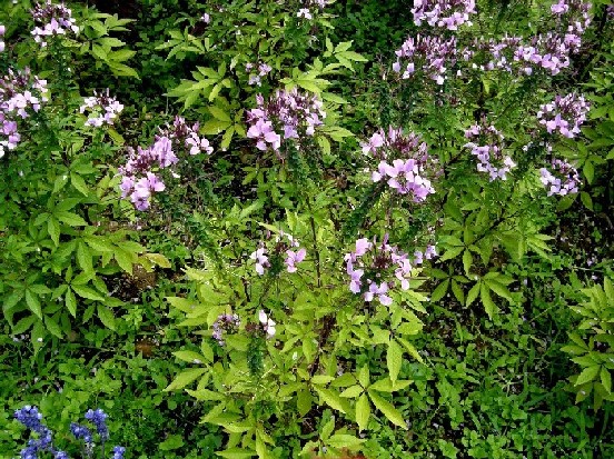 Cleome Inncleosr