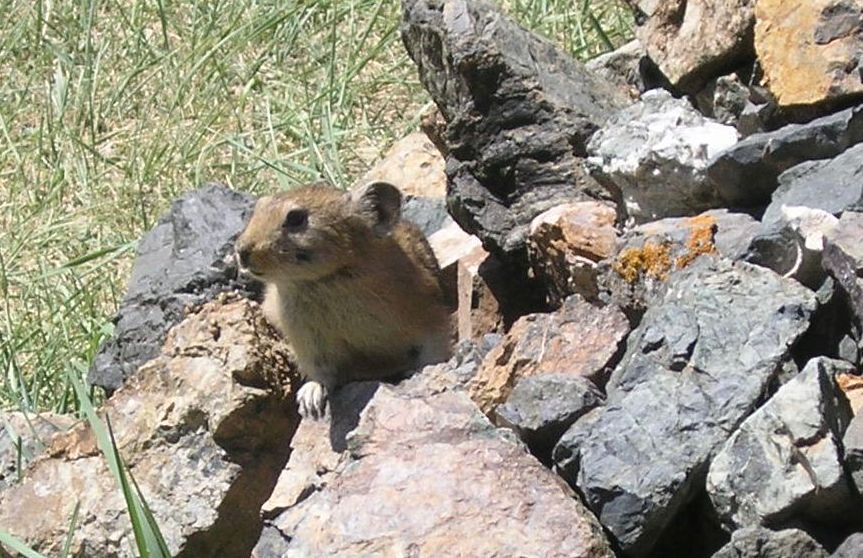 Pika daurico (Ochotona dauurica) dalla Mongolia