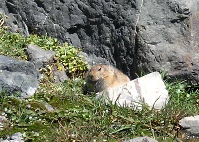 dalla Mongolia:marmotta? no, Pika daurico(Ochotona dauurica)