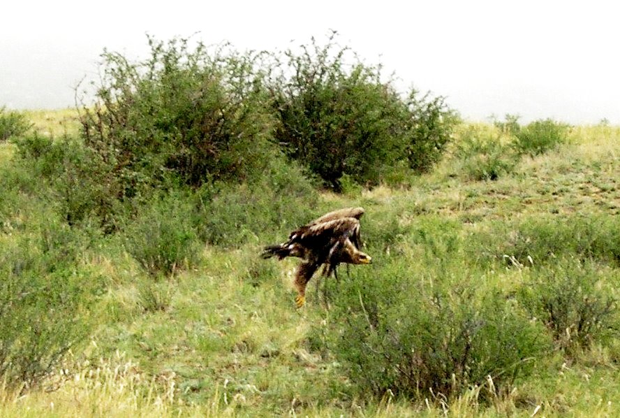 Aquila delle steppe (Aquila nipalensis) (cfr.). Mongolia