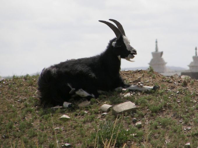 variet di capra (Capra hircus): Mongolia