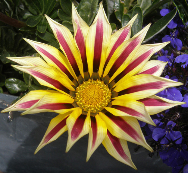 Fiore a strisce gialle e violette - Gazania sp.