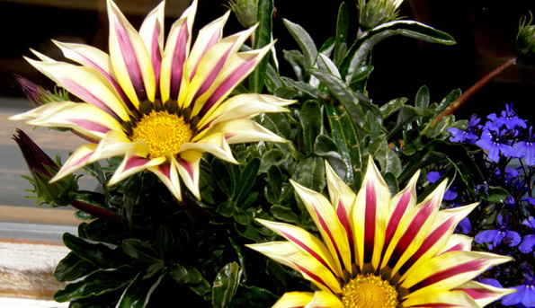 Fiore a strisce gialle e violette - Gazania sp.