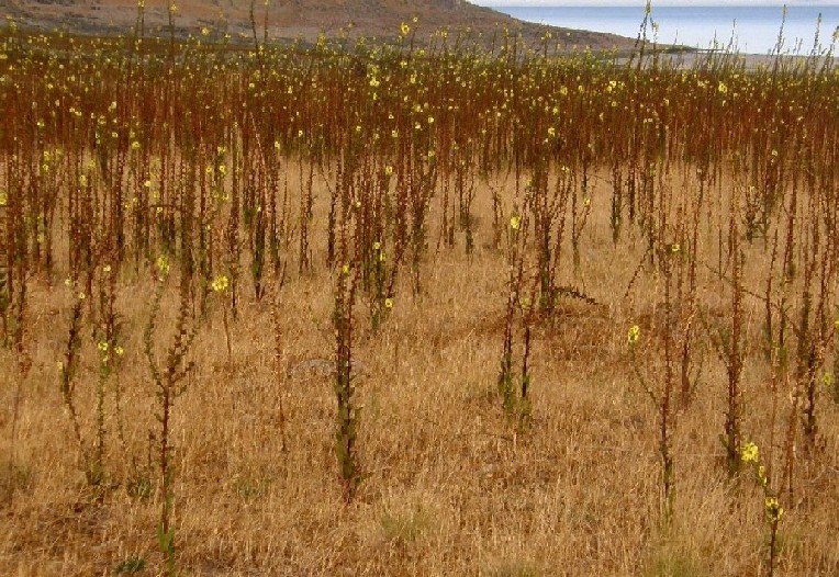 Fiori gialli al Gran Lago Salato (Utah)