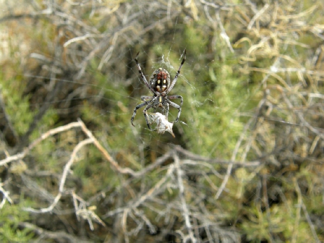 Ragni del Gran Lago Salato (Utah - USA)