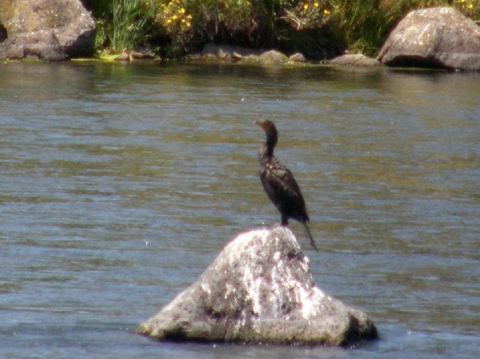 Cormorani USA