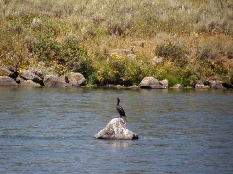 Cormorani USA