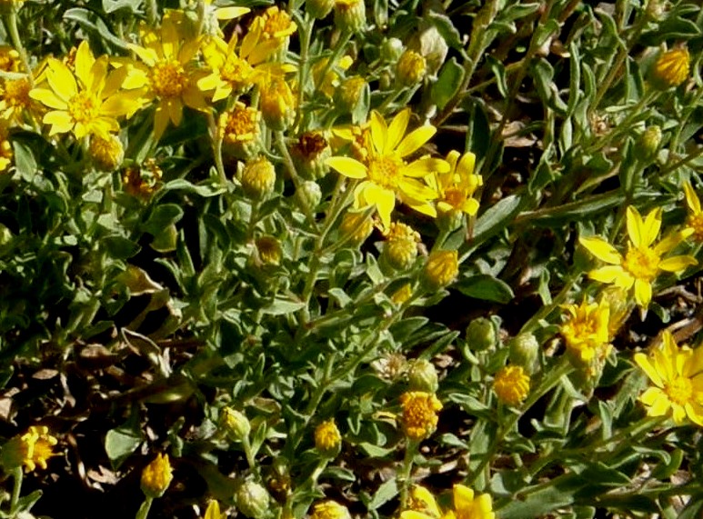 Fiore dello Yellowstone National Park (USA) - 06