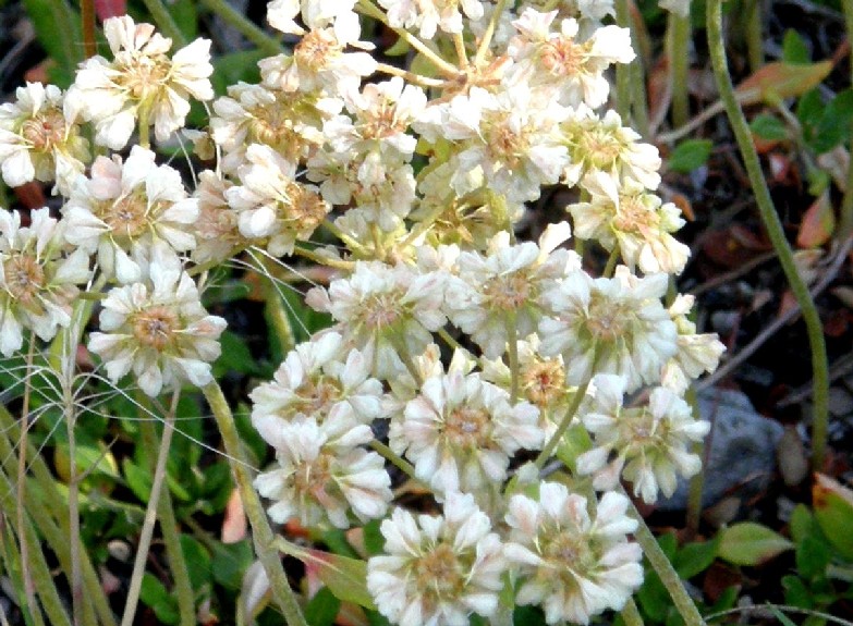 Yellowstone National Park (USA) - Eriogonum sp.