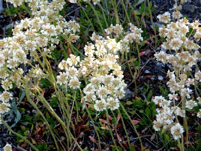 Yellowstone National Park (USA) - Eriogonum sp.