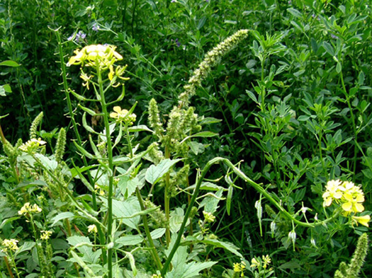 Sinapis alba / Senape bianca