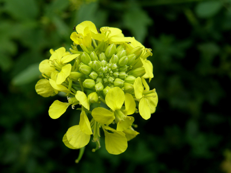 Sinapis alba / Senape bianca