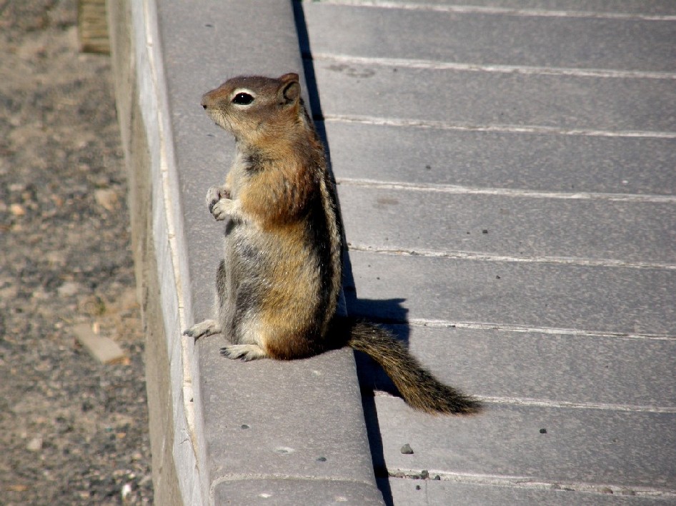 Scoiattoli nello Yellowstone National Park (USA)