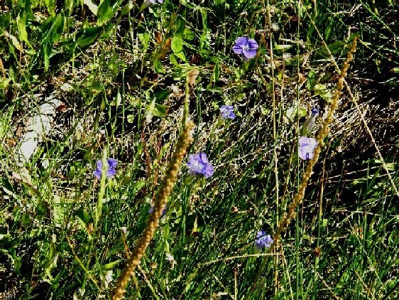 Yellowstone National Park (USA) - Gentianopsis