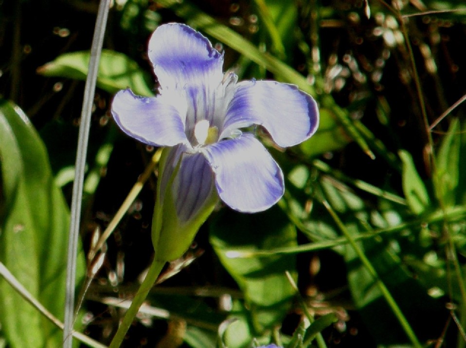 Yellowstone National Park (USA) - Gentianopsis