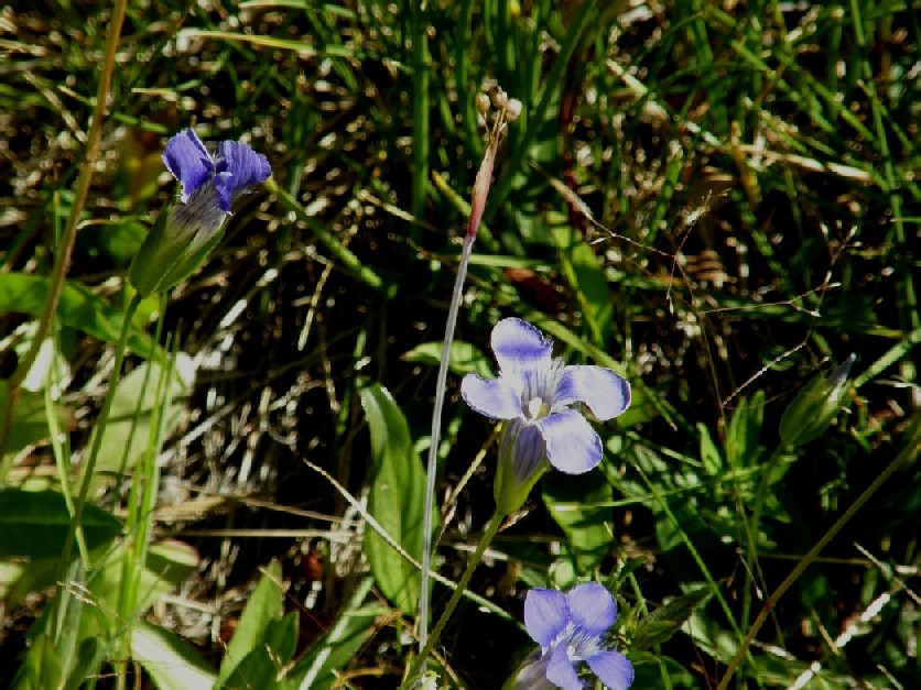 Yellowstone National Park (USA) - Gentianopsis