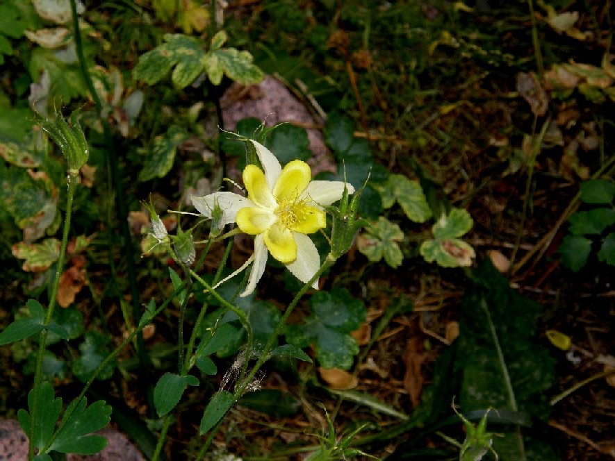 presso lo  Yellowstone National Park (USA) - Aquilegia sp.