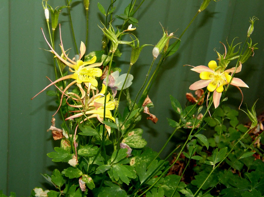 presso lo  Yellowstone National Park (USA) - Aquilegia sp.