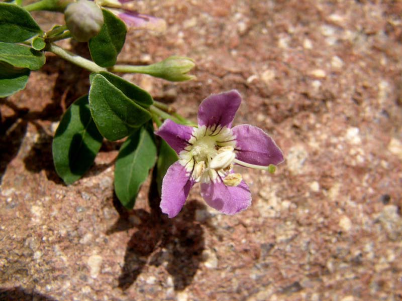 Fiore bianco-violetto a 5 petali -  Lycium cfr. chinense