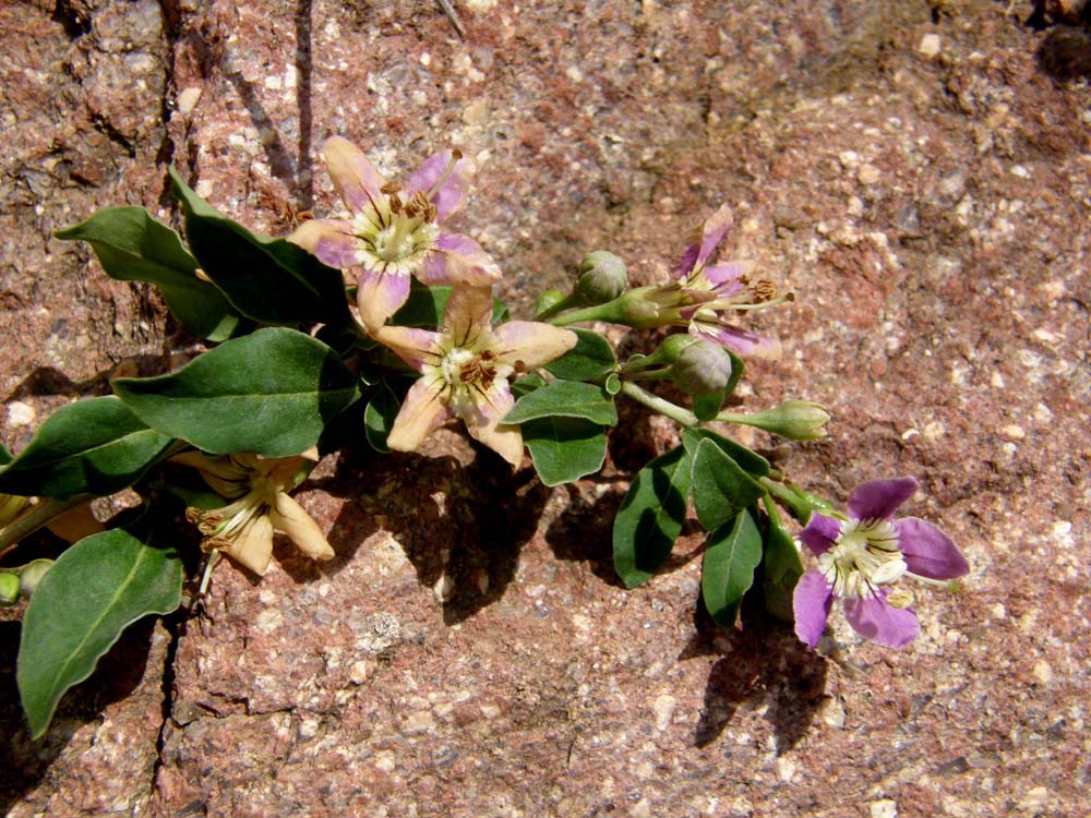 Fiore bianco-violetto a 5 petali -  Lycium cfr. chinense