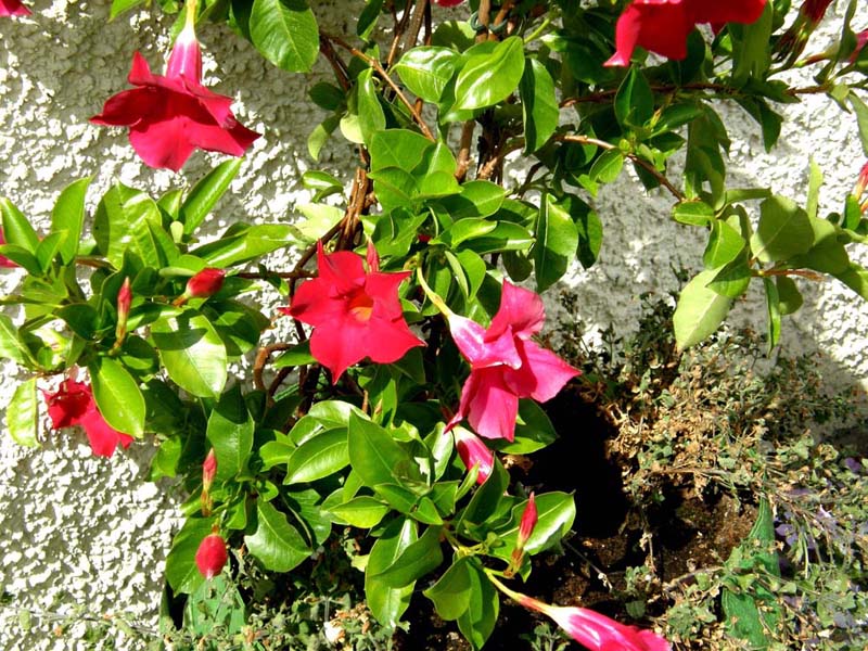 Fiori tubolari purpurei - Dipladenia sp.