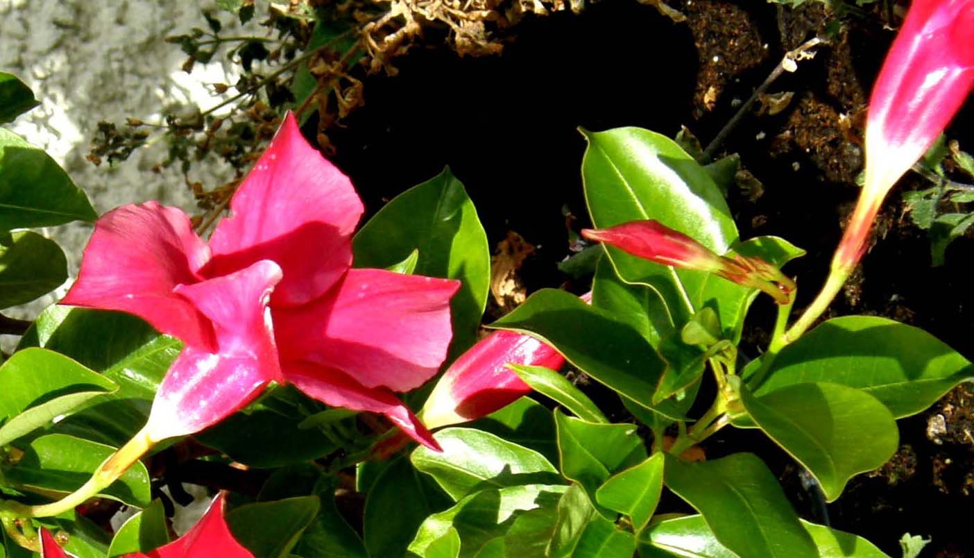 Fiori tubolari purpurei - Dipladenia sp.