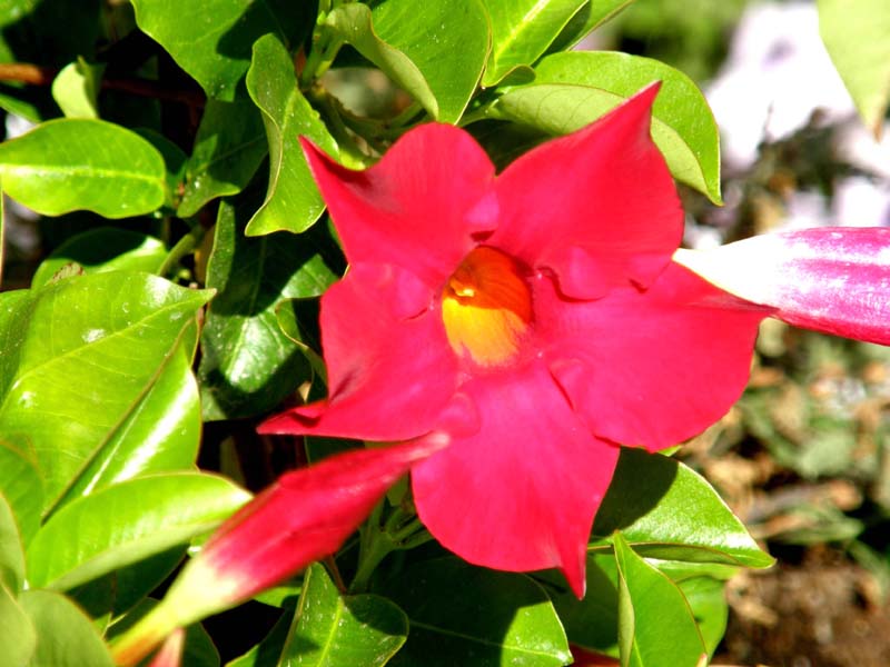 Fiori tubolari purpurei - Dipladenia sp.