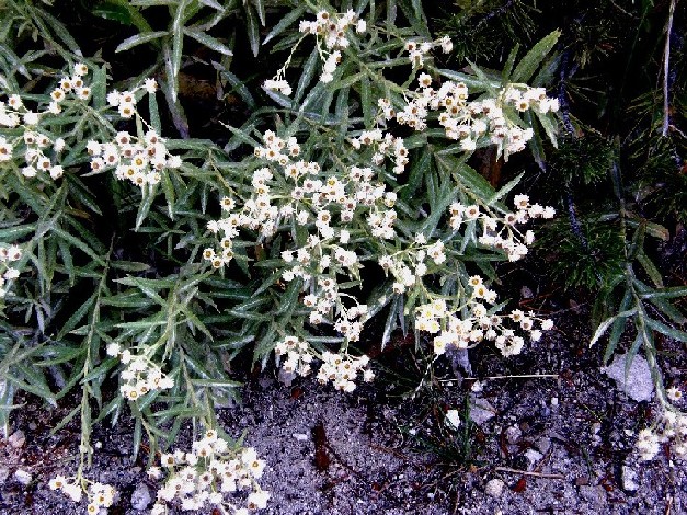 Yellowstone National Park (USA) - Anaphalis margaritacea