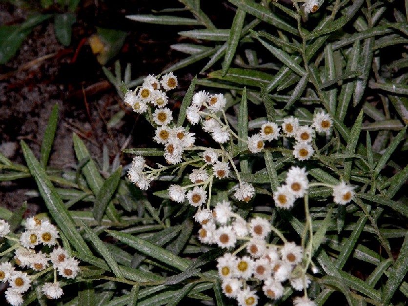 Yellowstone National Park (USA) - Anaphalis margaritacea