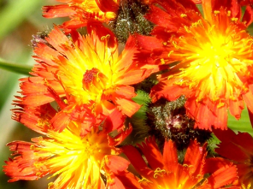 Yellowstone National Park (USA) - Pilosella aurantiaca