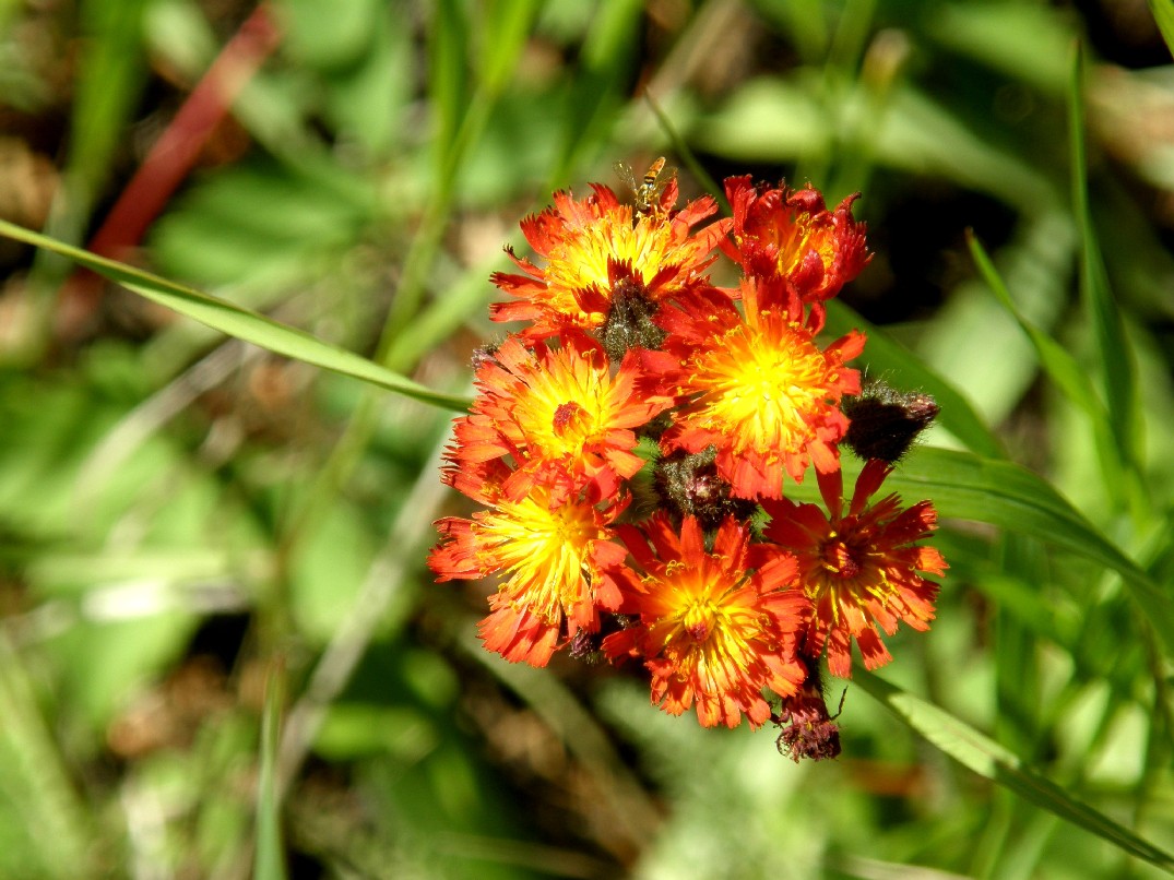 Yellowstone National Park (USA) - Pilosella aurantiaca