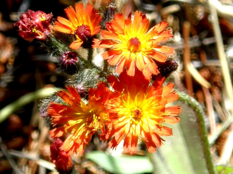 Yellowstone National Park (USA) - Pilosella aurantiaca