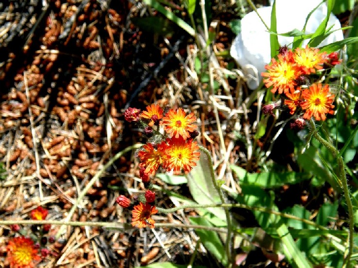 Yellowstone National Park (USA) - Pilosella aurantiaca