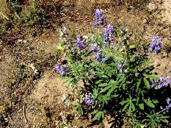 Yellowstone National Park (USA) - Lupinus sp.