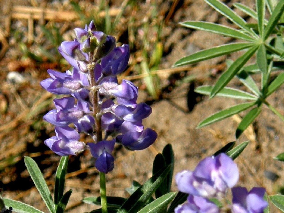 Yellowstone National Park (USA) - Lupinus sp.