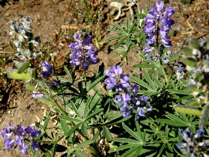 Yellowstone National Park (USA) - Lupinus sp.