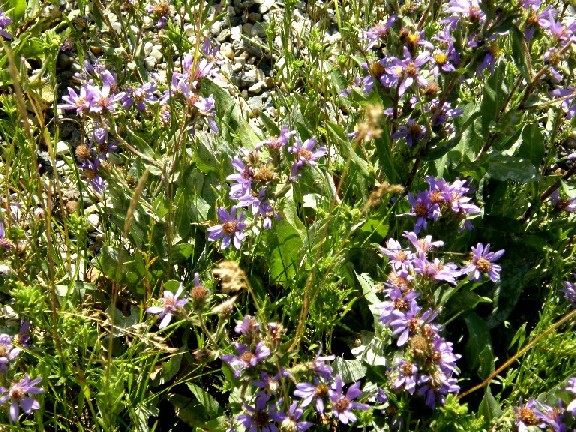 Yellowstone National Park (USA) - Eurybia integrifolia