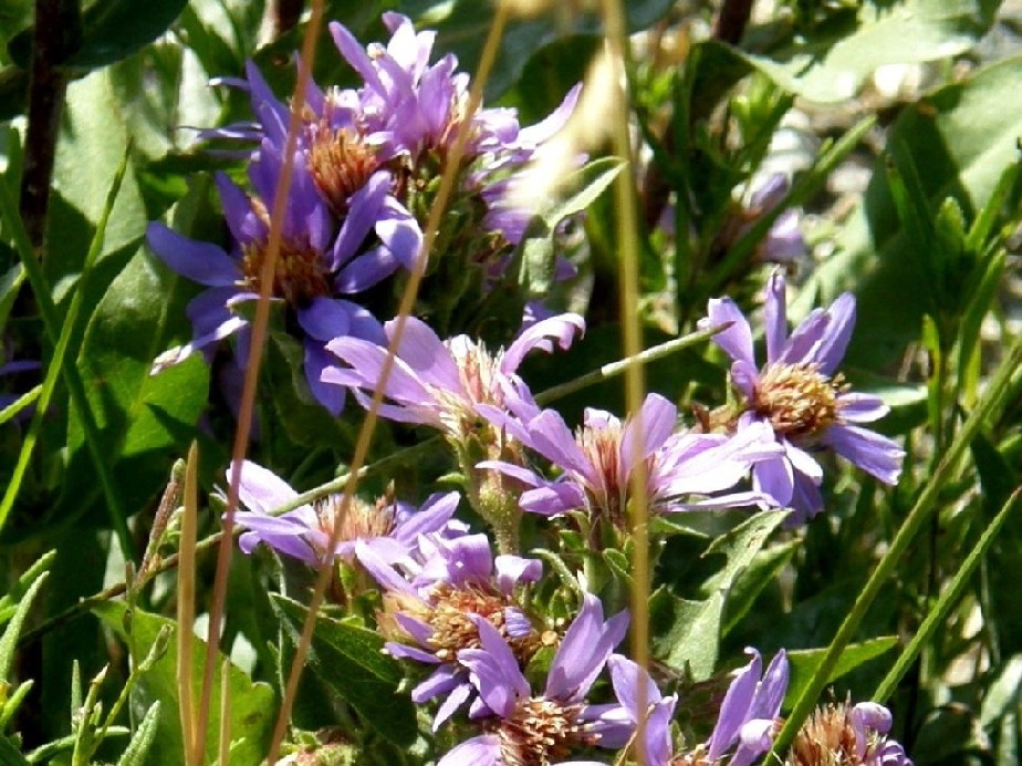 Yellowstone National Park (USA) - Eurybia integrifolia