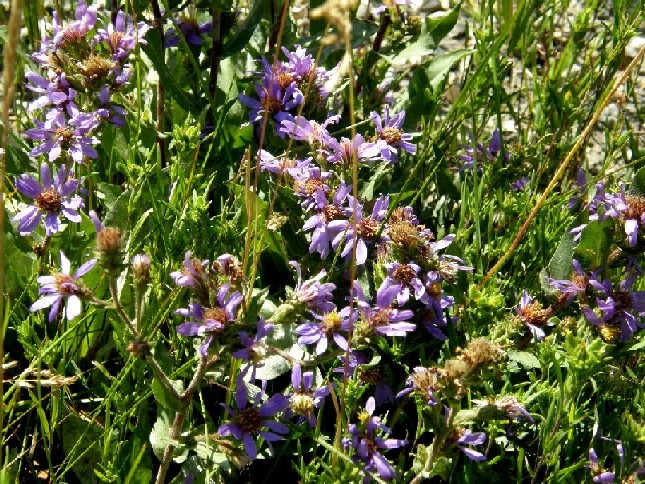 Yellowstone National Park (USA) - Eurybia integrifolia