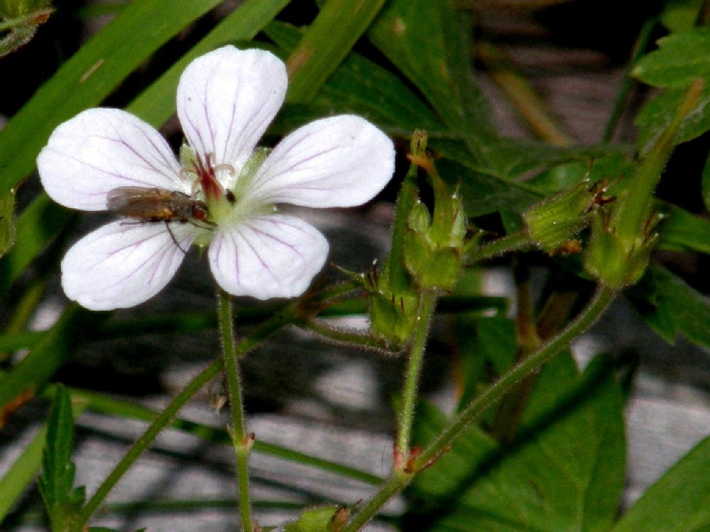 Yellowstone National Park (USA) - Geranium richardsonii