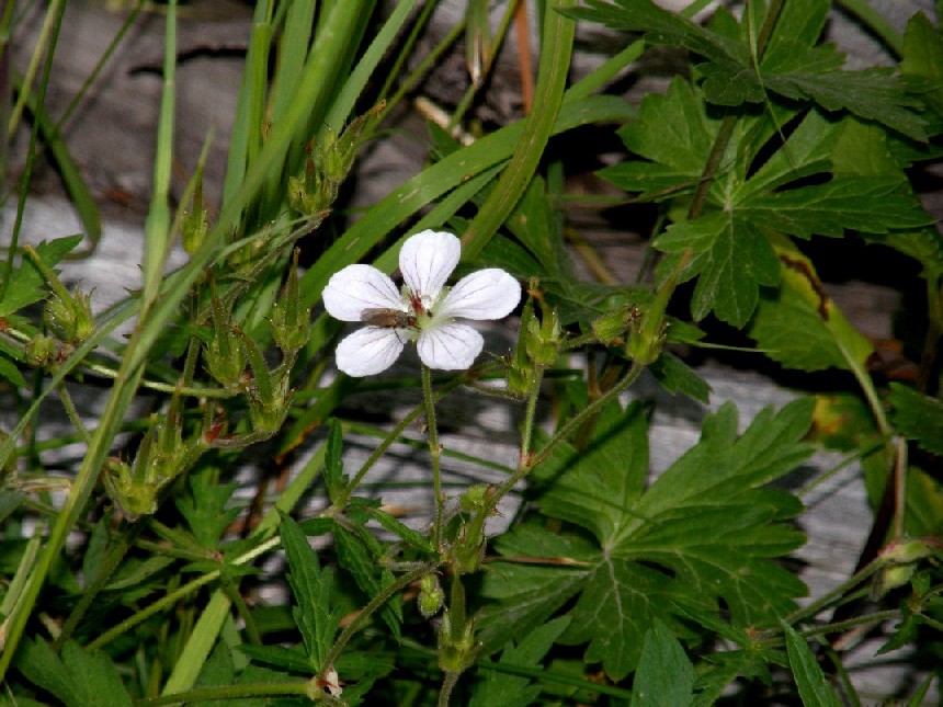 Yellowstone National Park (USA) - Geranium richardsonii