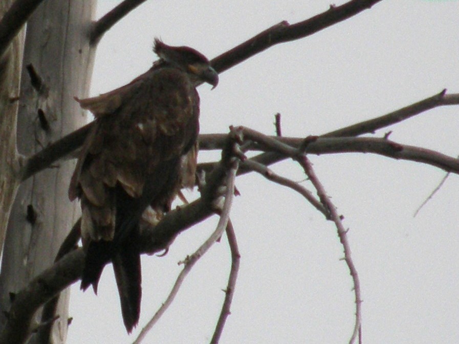 Aquila (?) nello Yellowstone National Park (USA)