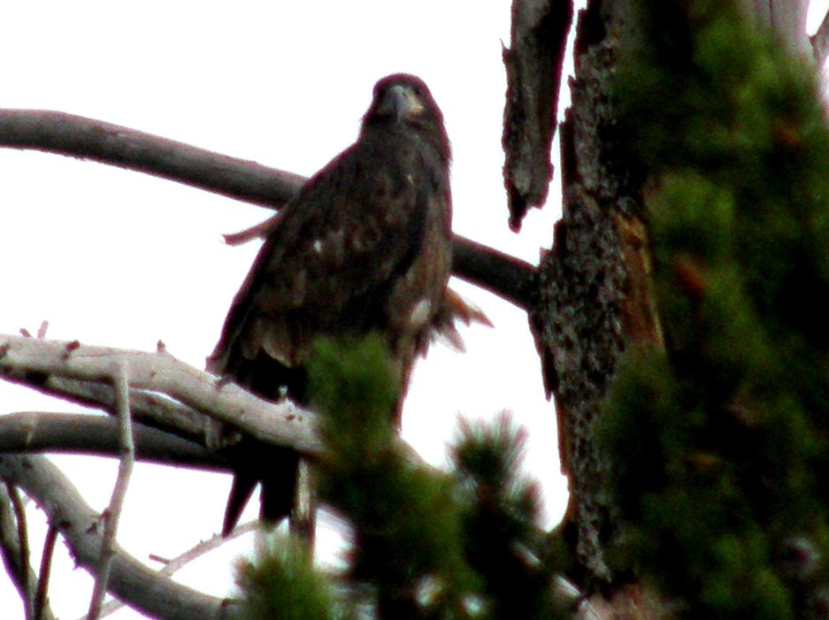 Aquila (?) nello Yellowstone National Park (USA)