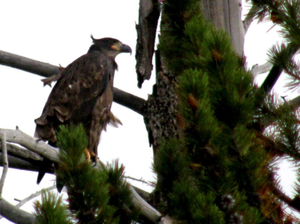 Aquila (?) nello Yellowstone National Park (USA)